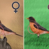 Distinguindo um robin feminino de um macho