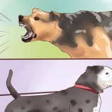 Treinando um cão de guarda