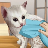 Lave um gatinho órfão