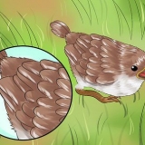 Cuidando de um pássaro selvagem que não pode voar