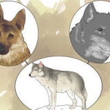 Mantendo um lobo como animal de estimação