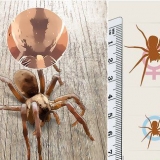 Reconhecendo uma aranha-lobo