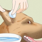 Como cuidar da ferida da orelha de um cão