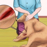 Tratando uma ferida em um cão