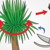 Poda de uma mandioca