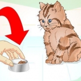 Deixando um gatinho doente comer