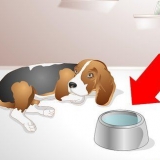 Ajudando um cão doente a beber