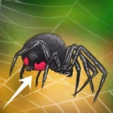 Identificando uma viúva negra