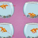 Como tratar uma infecção da bexiga natatória em um peixe dourado