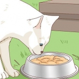 Adote um gato de rua