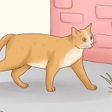 Domar um gato de rua