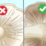 Identificando cogumelos comestíveis