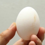 Limpeza de ovos