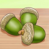 Processamento de bolotas em alimentos