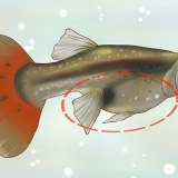 Descubra se a sua guppy está grávida