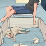 Lidando com uma mãe cadela rejeitando seus filhotes