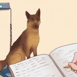 Garantir que seu cão ganhe peso de maneira saudável