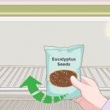 Cultivo de eucalipto