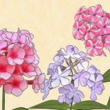 Floxes em crescimento