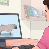 Criação com cães