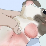 Tratamento de foliculite em cães