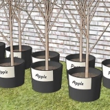 Plantando árvores frutíferas