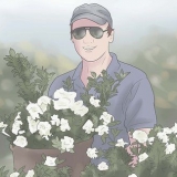 Plantando gardênias