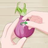 Plantar cebolas germinadas