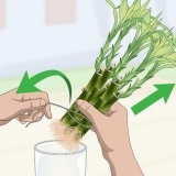 Propagação do bambu da sorte
