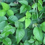 Identificando a hera venenosa