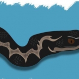 Reconhecer cobras venenosas