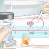 Criação de peixinhos dourados