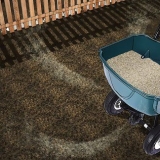 Cultivando grama a partir de sementes