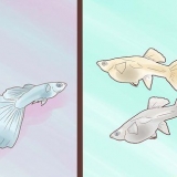 Guppies de reprodução