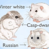 Criação de hamsters