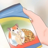 Alimentando hamsters