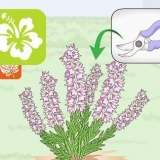 Poda de plantas de urze