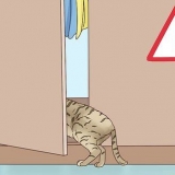 Reconheça que um gato vai dar à luz