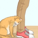 Reconhecer se um gato é um gato de rua