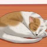Reconheça se o seu gato teve um derrame
