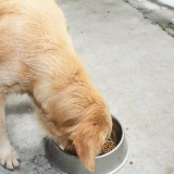 Controlar o comportamento do seu cão tornando-se um líder de matilha