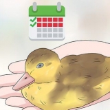 Determinando o sexo de um filhote de pato