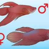 Determinando o sexo de um peixe betta