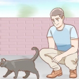 Determinando o sexo de um gato