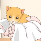 Determinando o sexo de um gatinho