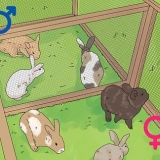 Determinando o sexo de um coelho