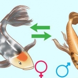 Determinando o sexo de um peixe