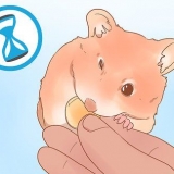 Determinando o sexo do seu hamster
