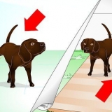 Desaprender o comportamento de marcação do seu cão