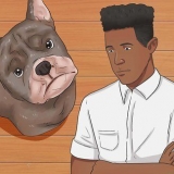 Como fazer a orelha de um cão parar de sangrar